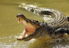 شاهد: تمساح يلتهم فهد تحت الماء بدقائق