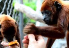 بعد تأهيلها.. قرود "نادرة" تعود إلى الغابة