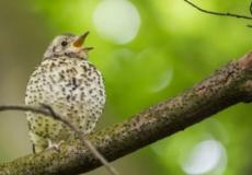 أطلقت الشركة البريطانية على التكنولوجيا الجديدة اسم "التغريد" لاعتمادها على الإشارة الصوتية في نقل البيانات