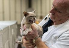 القطط _ ارشيفية