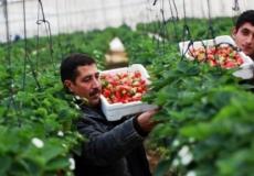 محاصيل الفراولة في غزة