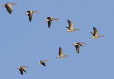 طيور مهاجرة