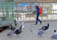 كوريا الجنوبية تقول إن سلالة جديدة من الفيروس ظهرت وهي أشد فتكا من سابقتها