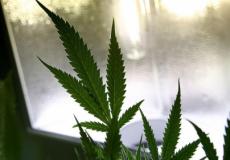 وقود عبر أوراق اصطناعية