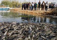 أطنان من أسماك الشبوط نفقت في العراق