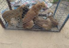 بلدية غزة تنشئ محمية للكلاب الضالة