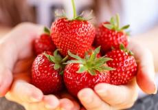 تخزين فاكهة الفراولة