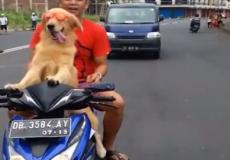 كلب يقود دراجة نارية