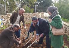 زراعة أشجار زيتون