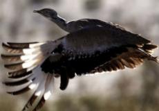 أنصار الحفاظ على البيئة يقولون إن عمليات صيد الحباري في باكستان يعرض هذا النوع من الطيور للخطر