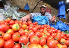 شهدت الطماطم ارتفاعا في أسعارها في غزة