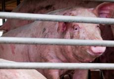 علماء يعثرون على سلالة انفلونزا جديدة في الصين يمكنها أن تتحول لوباء