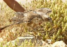 جمعية طبيعة فلسطين تُعلن انطلاق أنشطتها بإطلاق طائر جارح