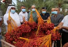 افتتاح موم جني ثمار البلح في غزة