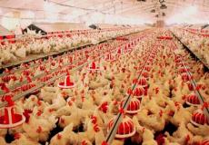 مزرعة دجاج(توضيحية)