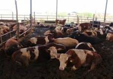 مزرعة أبقار بغزة "أرشيف"