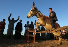 سباق لأسرع حمار في المغرب 