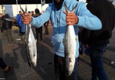 صيد الأسماك في غزة يزدهر