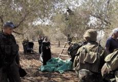 مهاجمة مزارعي الزيتون - ارشيف