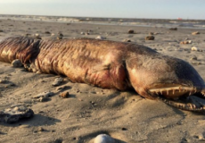 حيوان نافق على شاطئ في مدينة تكساس