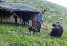 رعاة الأغنام / ارشيفية