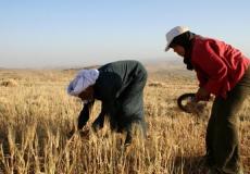 الزراعة تسلم تعويضات لمزارعين في طوباس تضرروا بسبب المنخفضات الجوية