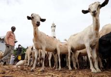 نفوق المواشي السودانية في المعابر السعودية