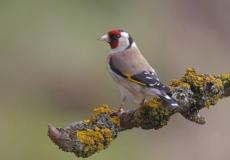 طائر الحسون