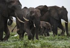 مجموعة أفيال