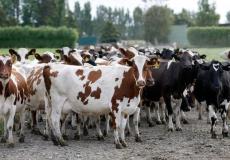 مواشي - صورة توضيحية