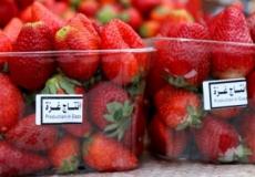 زراعة الفراولة تراجعت في الآونة الأخيرة