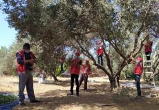  الوحدة العمالية في حي الزيتون لمساعدة المزارعين في جني الزيتون