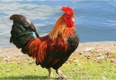 ثعبان ضخم يبتلع &#039;ديك حي&#039;