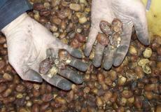 التمور الفاسدة التي تم ضبطها في جباليا