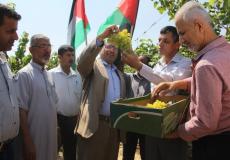  الزراعة تفتتح موسم العنب اللابذري لعام 2018 في رفح جنوب القطاع