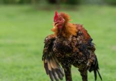 ديك يقتل إمرأة في أستراليا