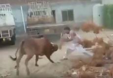 ثور شرس ينتقم من جزار حاول ذبحه