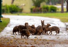 الواويات في قلب مدينة تل أبيب بعد الإغلاق على السكان