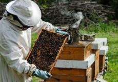 مزارع يجني عسل النحل في غزة - توضيحية