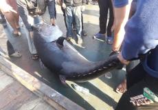 اصطياد سمكة ضخمة قبالة سواحل غزة