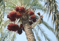 إطلاق موسم قطف التمور في أريحا