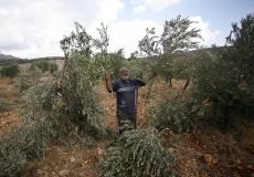 مستوطنون يقطعون عشرات أشجار الزيتون جنوب نابلس