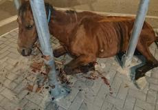 الخليل : الشرطة تعتقل شاب بسبب تعذيب حصان 