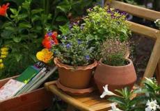 حديقة منزلية