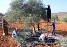 موسم قطف الزيتون في رام الله- أرشيفية