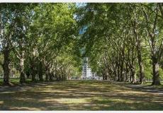 أشجار _ارشيفية_