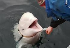 حوت روسي جاسوس