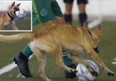 كلب يخطف الكرة أثناء المباراة
