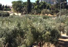 حملة قطف الزيتون