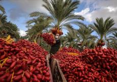 موسم قطف البلح في قطاع غزة - أرشيفية